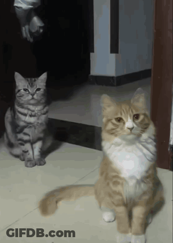 Two Cats Sitting, One Looking At Camera GIF