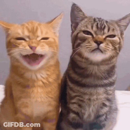 Two Cats Sitting One Smiling GIF