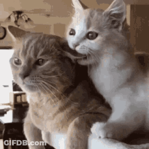 Two Cats Sitting Together GIF