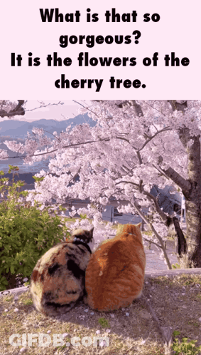 Two Cats Sitting Under A Cherry Blossom Tree With The Caption What Is That So Gorgeous It Is The Flowers Of The Cherry T GIF