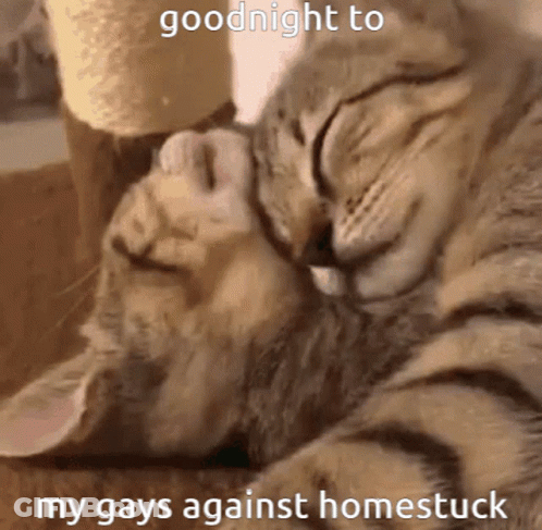 Two Cats Sleeping Goodnight GIF