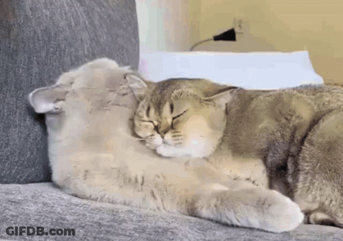 Two Cats Sleeping Head-To-Head On Couch GIF