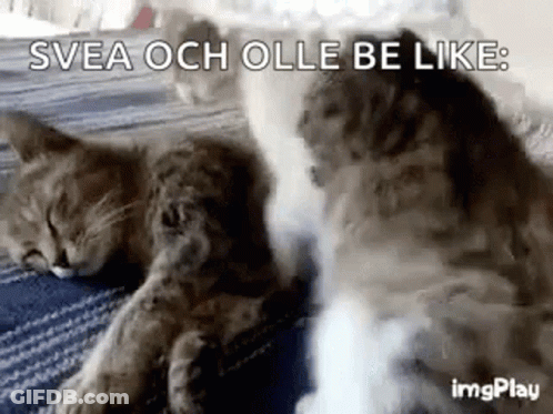 Two Cats Sleeping Svea Och Olle Be Like GIF