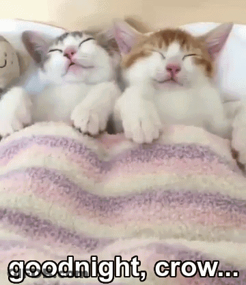 Two Cats Sleeping Under Blanket GIF