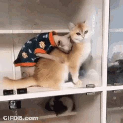 Two Cats Stacked One Wearing Sweater GIF