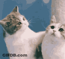 Two Cats Standing And Looking At Each Other GIF