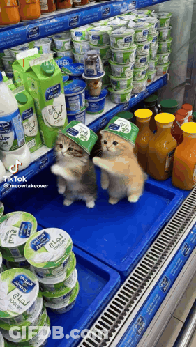Two Cats Standing In Front Of Yogurt And Milk GIF