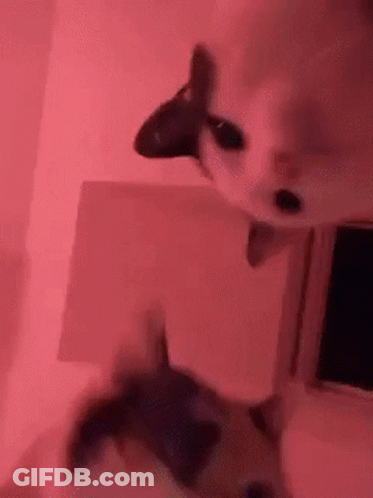 Two Cats Standing In Pink Room GIF