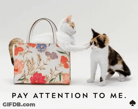 Two Cats Standing Next To A Kate Spade Purse GIF