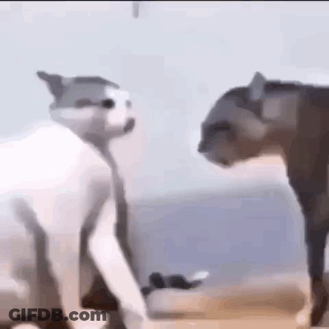 Two Cats Standing On A Beach GIF