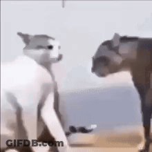 Two Cats Standing On Beach GIF