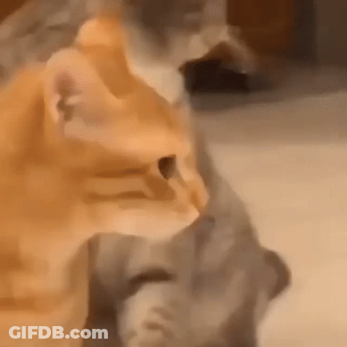Two Cats Standing On Bed GIF