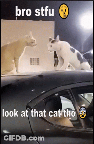 Two Cats Standing On Car Saying Bro Stfu Look At That Cat Tho GIF