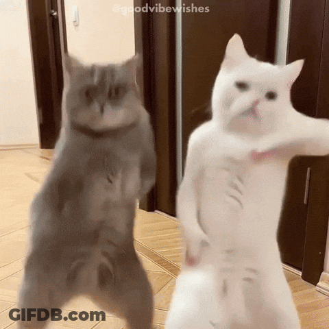 Two Cats Standing On Hind Legs Goodvibewishes GIF