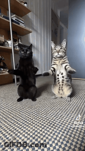 Two Cats Standing On Hind Legs On Checkered Rug GIF