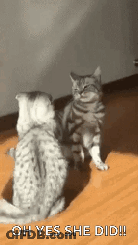 Two Cats Standing On Wooden Floor One Saying Oh Yes She Did GIF