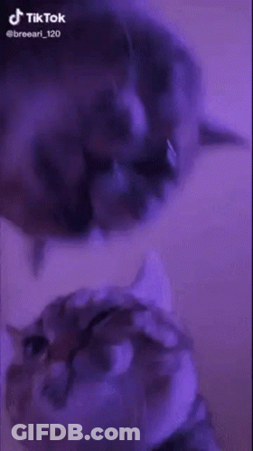 Two Cats Standing On Yellow Background GIF