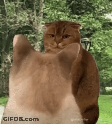 Two Cats Standing One Looking At Camera GIF