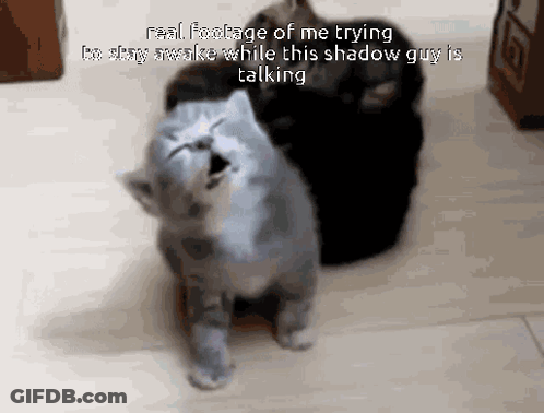 Two Cats Standing Real Footage Of Me Trying GIF