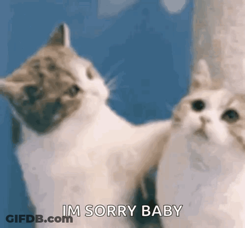 Two Cats Standing Side By Side One Looking At Camera GIF