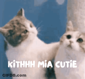 Two Cats Standing Together Kithhhh Mia Cutie GIF