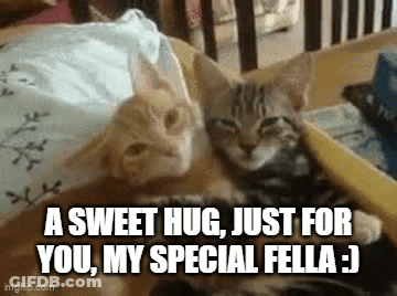 Two Cats Sweet Hug For My Special Fella GIF