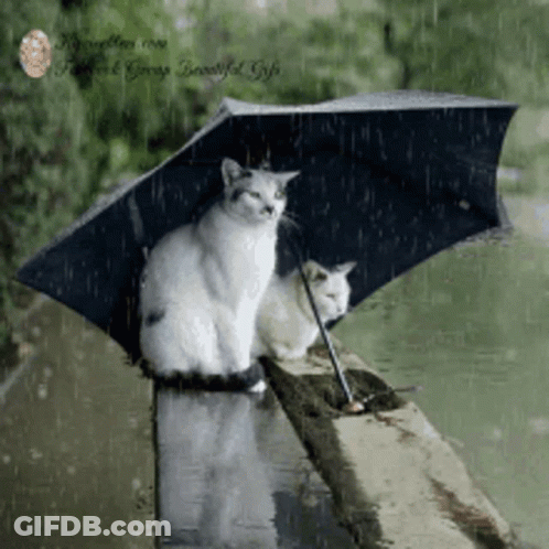 Two Cats Under An Umbrella In The Rain GIF
