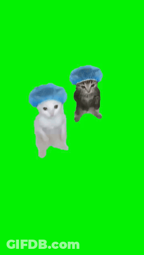 Two Cats Wearing Blue Hats Are Standing Next To Each Other On A Green Background . GIF