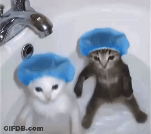 Two Cats Wearing Blue Shower Caps Are Taking A Bath In A Bathroom Sink . GIF