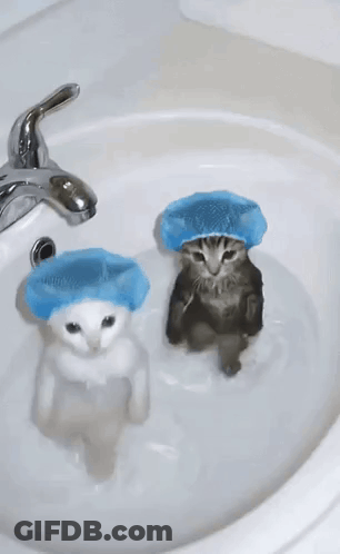 Two Cats Wearing Blue Shower Caps Are Taking A Bath In A Sink . GIF