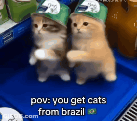 Two Cats Wearing Green Hats With The Words Pov You Get Cats From Brazil GIF