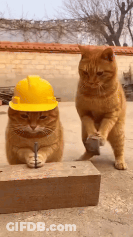 Two Cats Wearing Hard Hats GIF