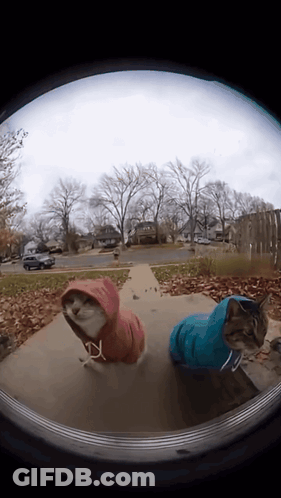 Two Cats Wearing Hoodies Looking Out Door GIF