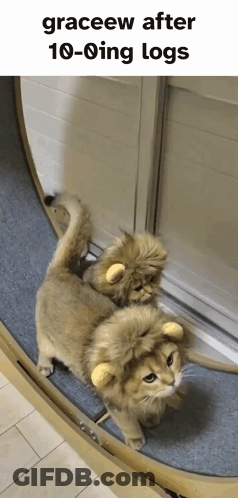 Two Cats In Lion Hats On Roller Coaster GIF