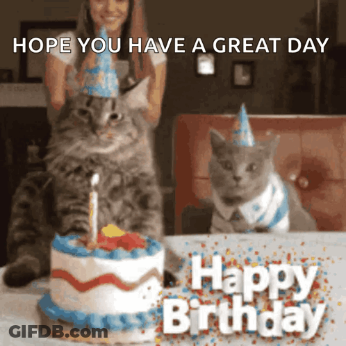 Two Cats Wearing Party Hats By Cake GIF