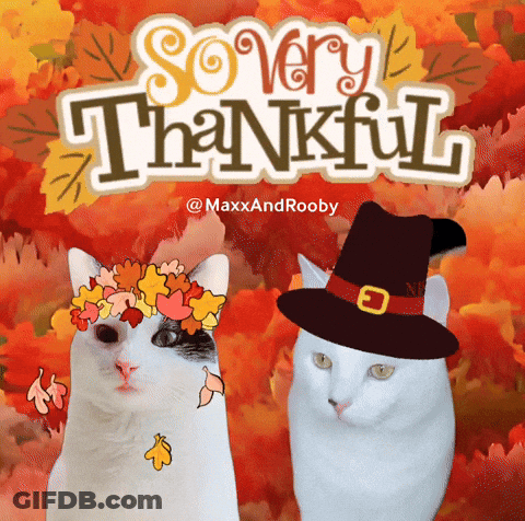 Two Cats Wearing Pilgrim Hats And Leaves On Their Heads With The Words So Very Thankful Above Them GIF