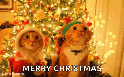 Two Cats Wearing Santa Hats And Elf Hats Are Sitting In Front Of A Christmas Tree And Wishing Merry Christmas . GIF