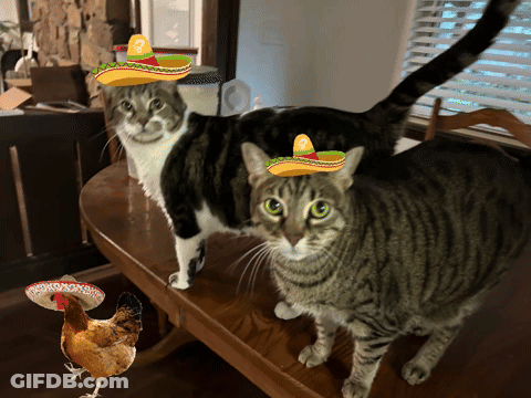 Two Cats Wearing Sombrero Hats Are Standing Next To A Chicken GIF