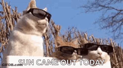 Two Cats Wearing Sunglasses GIF