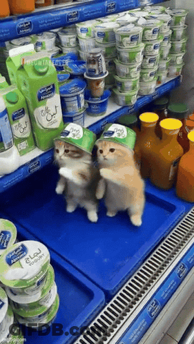 Two Cats Wearing Yogurt Hats GIF