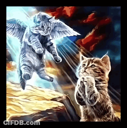 Two Cats With Angel Wings Looking Up GIF