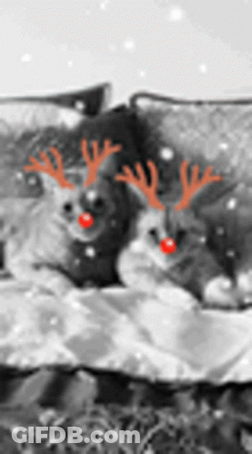 Two Cats With Reindeer Antlers And Red Noses Laying On Bed GIF