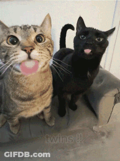 Two Cats With Twins Text GIF