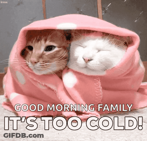 Two Cats Wrapped In A Pink Blanket With The Caption " Good Morning Family It 'S Too Cold ! " GIF