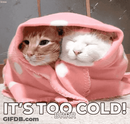 Two Cats Wrapped In Pink Blanket It's Too Cold GIF