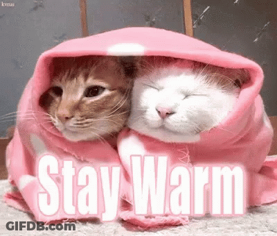Two Cats Wrapped In A Pink Blanket With The Words Stay Warm GIF