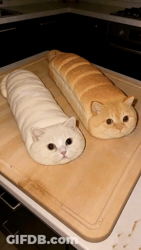 Two Cats Wrapped In Bread On Wooden Cutting Board GIF