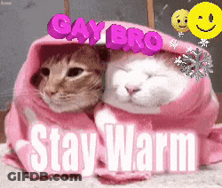 Two Cats Wrapped In Pink Blanket GIF