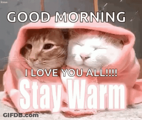 Two Cats Wrapped In Pink Blanket GIF