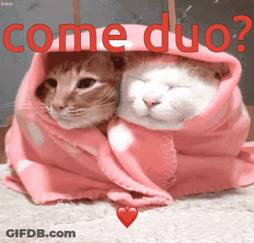 Two Cats Wrapped In Pink Blanket Come Duo GIF
